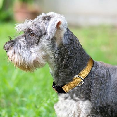 Logotipo personalizado Collar de perro de neoprene suave respirable y cómodo para perros activos