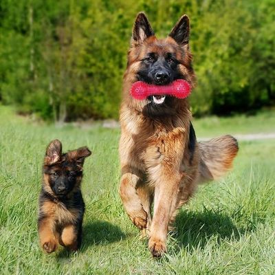 Juguete de mascota TPR personalizado en forma de hueso para masticadores agresivos No tóxico y duradero