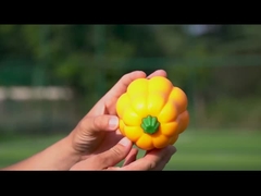 TPR Pumpkin Ball Shake hace sonido de risita Juguete interactivo para perros para pastoreo y entrenamiento